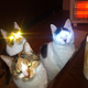 Image for article titled Some of Japan's Most Memorable Twitter Pics of 2014